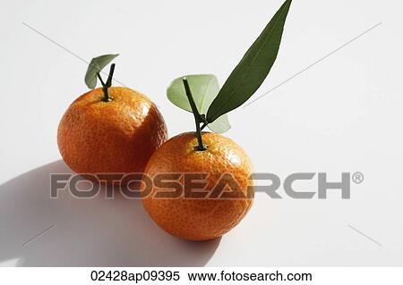 Pair of mandarin oranges View Large Photo Image Stock Photography - Pair of mandarin oranges. Fotosearch