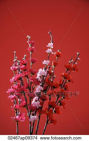 Still life of a bunch of peach blossoms View Large Photo Image Picture - Still life of a bunch of peach blossoms. Fotosearch
