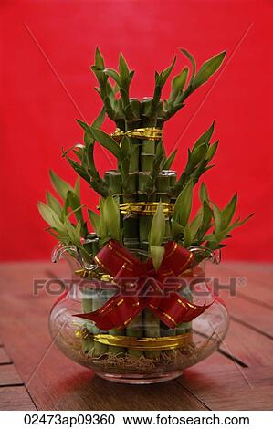 Still life of bamboo plant, symbolic for good luck View Large Photo Image Stock Image - Still life of bamboo plant, symbolic for good luck. Fotosearch