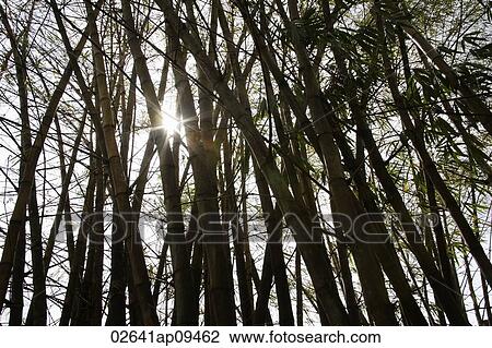 bamboo tree with stalks and sunlight bursting through View Large Photo Image Stock Image - bamboo tree with stalks and sunlight bursting through. Fotosearch