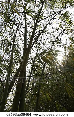 bamboo tree with stalks with sunlight bursting through View Large Photo Image Picture - bamboo tree with stalks with sunlight bursting through. Fotosearch