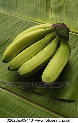 bunch of bananas on banana leaf View Large Photo Image Stock Image - bunch of bananas on banana leaf. Fotosearch