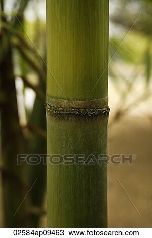 green bamboo shoot closeup View Large Photo Image Stock Image - green bamboo shoot closeup. Fotosearch