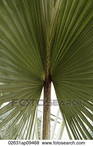 Stock Photo - palm tree leaf outspread. Fotosearch