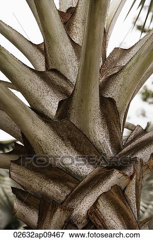 palm tree trunk closeup View Large Photo Image Stock Photo - palm tree trunk closeup. Fotosearch