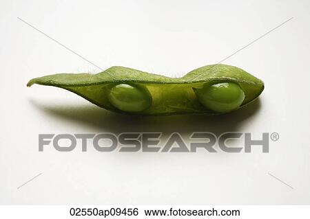 single green edamame bean with pea pod broken View Large Photo Image Stock Photograph - single green edamame bean with pea pod broken. Fotosearch