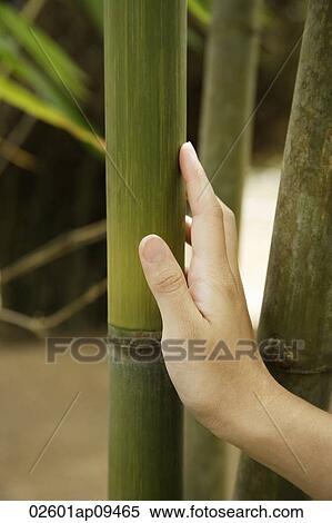 Stock Photography - woman's hand leaning against bamboo stalk. Fotosearch