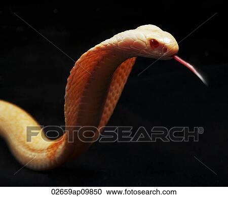 Albino Cobra hissing View Large Photo Image Stock Image - Albino Cobra hissing. Fotosearch