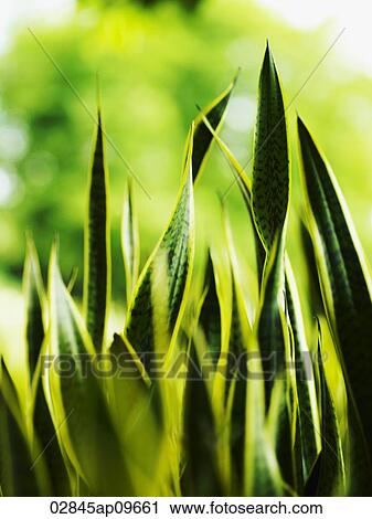 Stock Image - closeup of green stalks of grass. Fotosearch