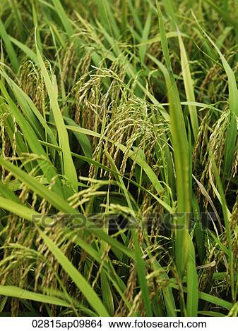 closeup of rice stalks View Large Photo Image Picture - closeup of rice stalks. Fotosearch