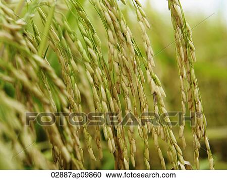 closeup of rice stalks View Large Photo Image Stock Image - closeup of rice stalks. Fotosearch