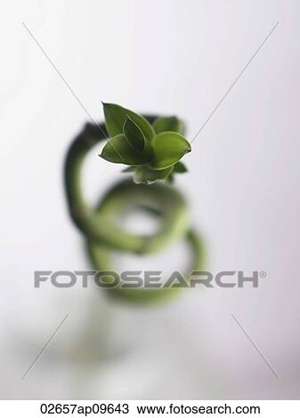 Stock Image - curly lucky green bamboo. Fotosearch