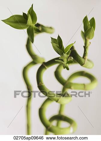 curly lucky green bamboo View Large Photo Image Stock Photograph - curly lucky green bamboo. Fotosearch