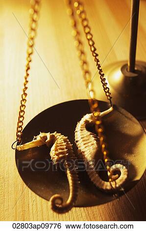 Stock Photograph - dried sea horses being weighed for medicine. Fotosearch