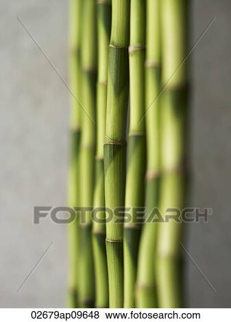 green bamboo stalks View Large Photo Image Stock Photo - green bamboo stalks. Fotosearch