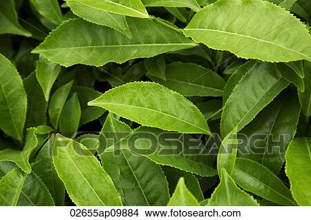 Picture - green leafy plants. Fotosearch