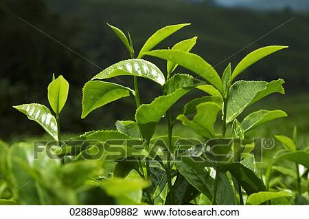 green leafy plants View Large Photo Image Stock Image - green leafy plants. Fotosearch