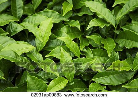green leafy plants View Large Photo Image Stock Image - green leafy plants. Fotosearch