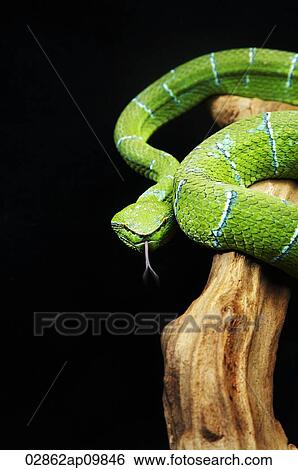 Green Pitviper snake hissing View Large Photo Image Stock Photograph - Green Pitviper snake hissing. Fotosearch