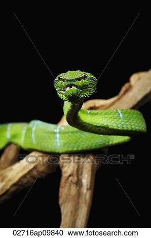 Green Pitviper snake View Large Photo Image Stock Image - Green Pitviper snake. Fotosearch