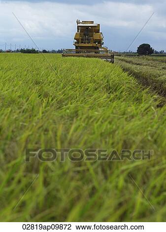 harvesting machine running through rice field View Large Photo Image Stock Image - harvesting machine running through rice field. Fotosearch