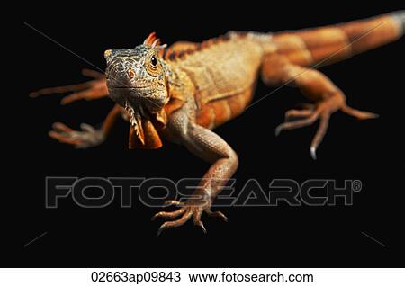 Iguana View Large Photo Image Stock Image - Iguana. Fotosearch
