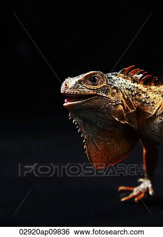 Iguana View Large Photo Image Stock Photograph - Iguana. Fotosearch