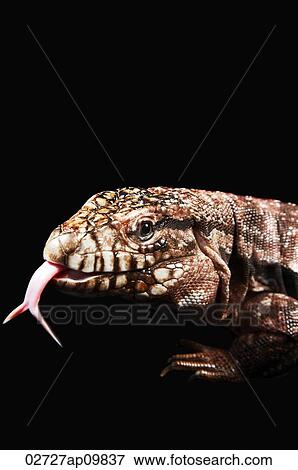 Stock Photo - Monitor Lizard. Fotosearch
