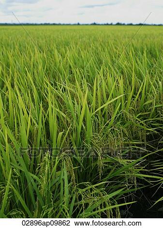 Stock Image - open area rice fields. Fotosearch
