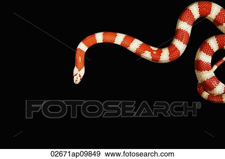 Orange and white Coral snake View Large Photo Image Stock Photo - Orange and white Coral snake. Fotosearch