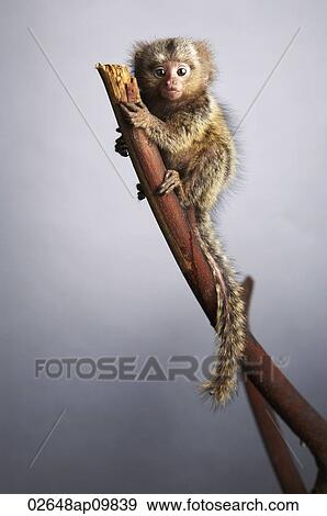 Pygmy Marmoset climbing a branch View Large Photo Image Stock Photo - Pygmy Marmoset climbing a branch. Fotosearch