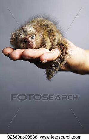 Pygmy Marmoset on palm View Large Photo Image Stock Photo - Pygmy Marmoset on palm. Fotosearch