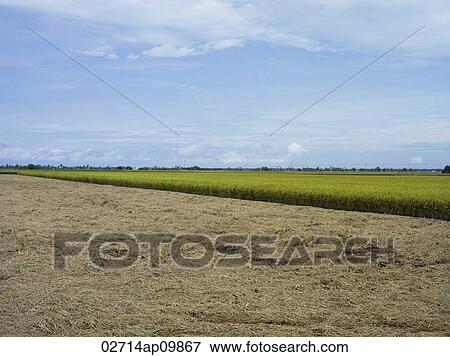 Stock Photo - rice fields. Fotosearch