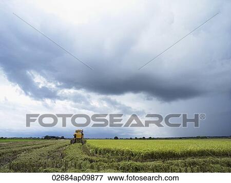 rice harvesting machine in the distance on open rice field View Large Photo Image Stock Photo - rice harvesting machine in the distance on open rice field. Fotosearch
