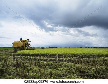 rice harvesting machine in the distance on open rice field View Large Photo Image Stock Photograph - rice harvesting machine in the distance on open rice field. Fotosearch