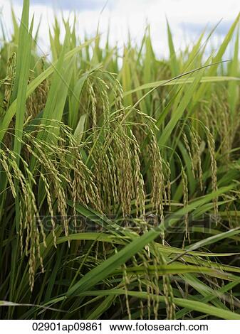 Stock Image - rice stalks. Fotosearch