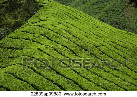 rice terraces View Large Photo Image Stock Image - rice terraces. Fotosearch