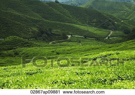 rice terraces View Large Photo Image Stock Image - rice terraces. Fotosearch