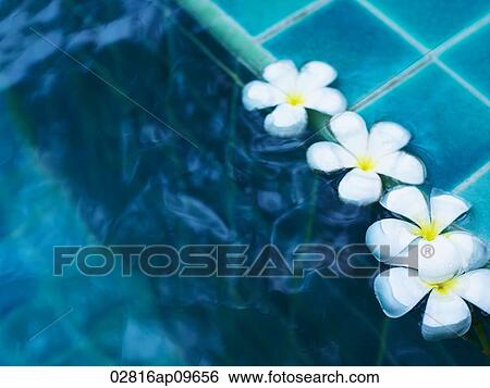 row frangipani flowers floating on water View Large Photo Image Stock Photograph - row frangipani flowers floating on water. Fotosearch