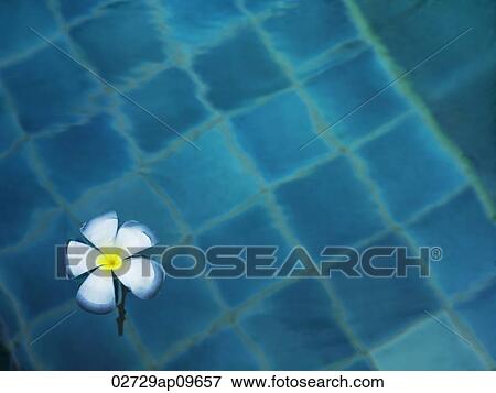 single frangipani flower floating in water View Large Photo Image Stock Photo - single frangipani flower floating in water. Fotosearch