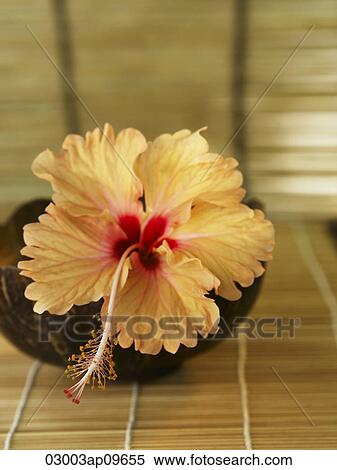 single hibiscus flower on a dish View Large Photo Image Stock Photography - single hibiscus flower on a dish. Fotosearch