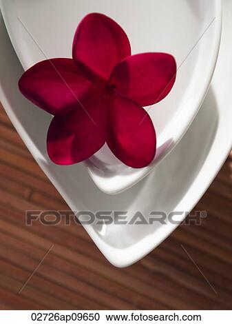 single red flower in a white dish View Large Photo Image Stock Image - single red flower in a white dish. Fotosearch