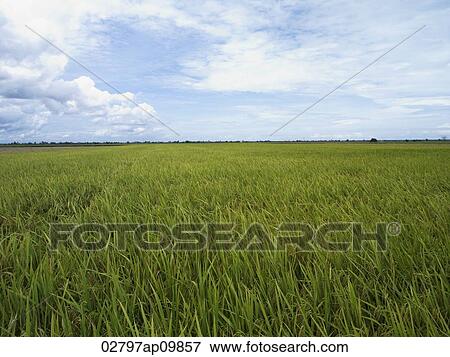 vast open rice fields View Large Photo Image Stock Photo - vast open rice fields. Fotosearch