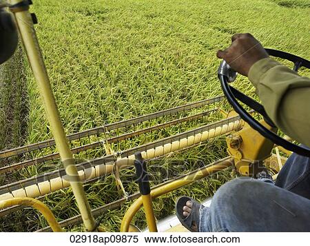 view from rice harvesting machine working on field View Large Photo Image Stock Photography - view from rice harvesting machine working on field. Fotosearch