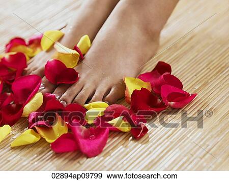 woman's feet surrounded by petals View Large Photo Image Stock Photo - woman's feet surrounded by petals. Fotosearch