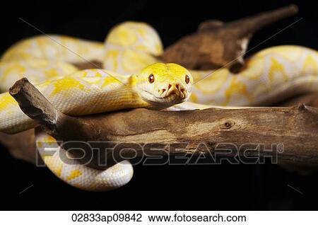 Stock Image - Yellow Abino Python on tree branch. Fotosearch