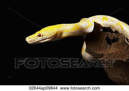 Yellow Albino Python View Large Photo Image Picture - Yellow Albino Python. Fotosearch