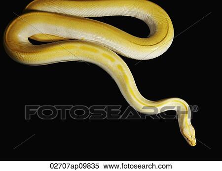 Stock Photography - Yellow Albino Python. Fotosearch