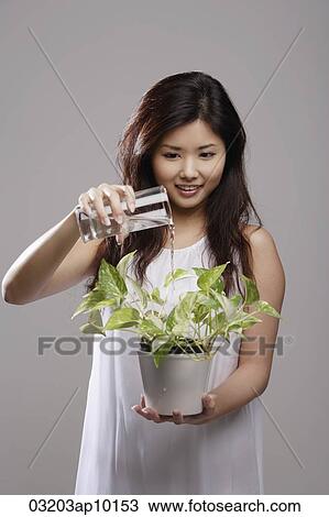 Chinese woman watering a green plant View Large Photo Image Stock Image - Chinese woman watering a green plant. Fotosearch
