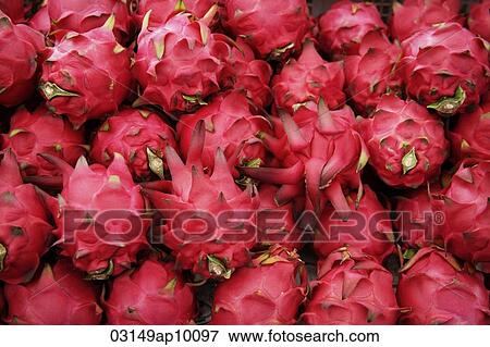 Pink Dragonfruit stacked together View Large Photo Image Stock Photo - Pink Dragonfruit stacked together. Fotosearch
